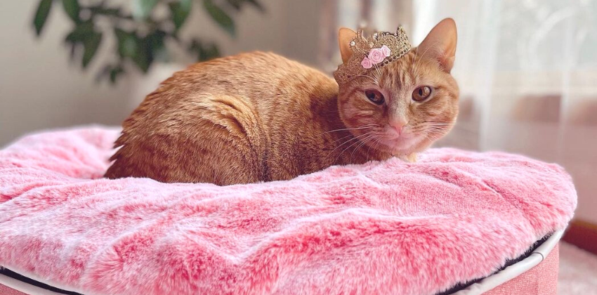 ginger cat on an ambient lounge premium cat bed